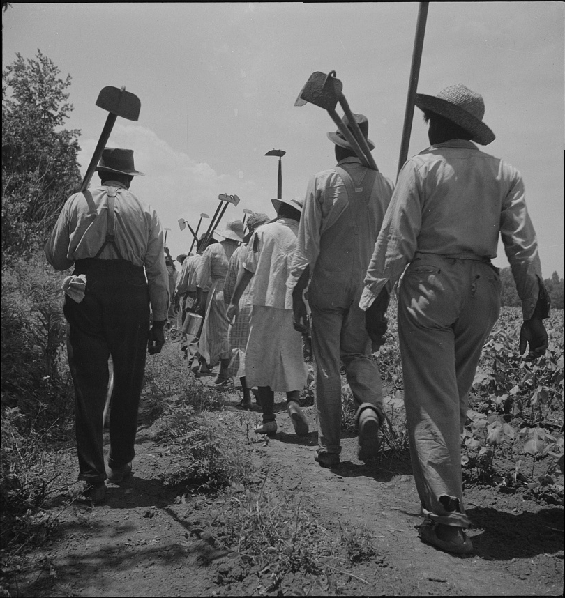 These cotton hoers work from 6 a.m. to 7 p.m. for one dollar near Clarksdale, Mississippi