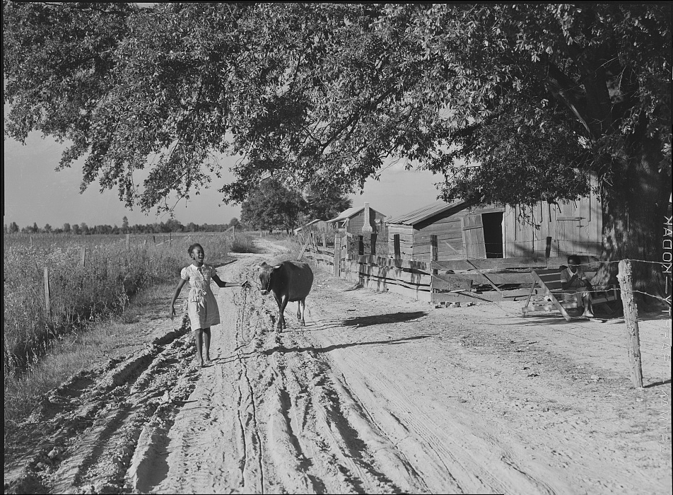 Daughter of Cube Walker, Negro tenant purchase client, Belzoni, Mississippi Delta, bringing home cow from the fields in the evening. Mississippi Delta, Mississippi