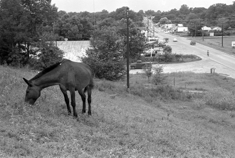 Horse outside town