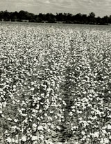 Cotton plants in bloom