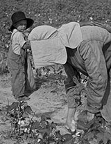 Children Picking Cotton