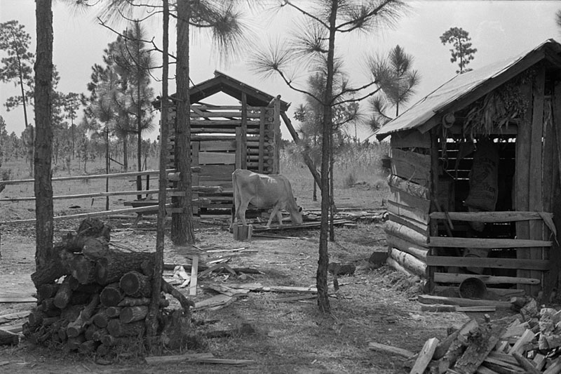 Cow barn and outhouses on sharecropper's farm