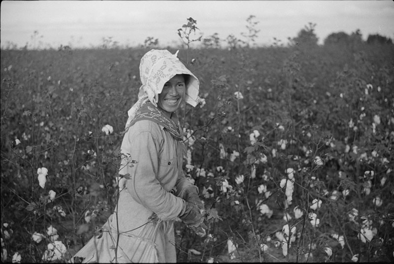 Mexican woman picking cotton