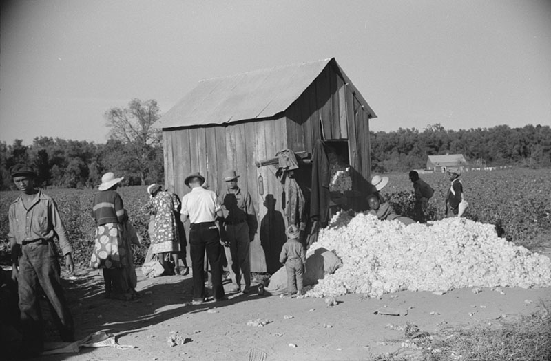 Weighing the picked cotton