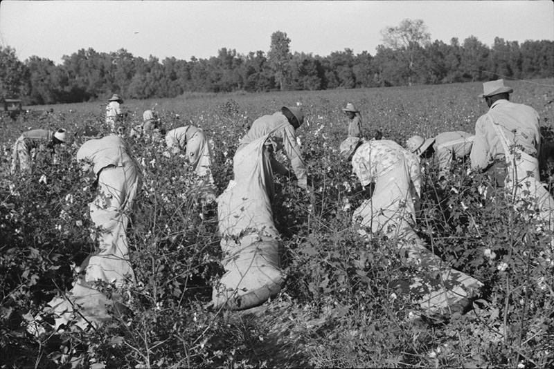 Day laborers picking cotton on Marcella Plantation