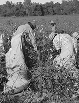 Day laborers picking cotton