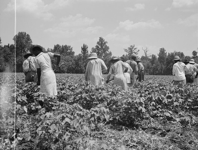 Cotton hoers on the Mississippi Delta