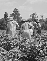 Cotton Hoers on the Delta