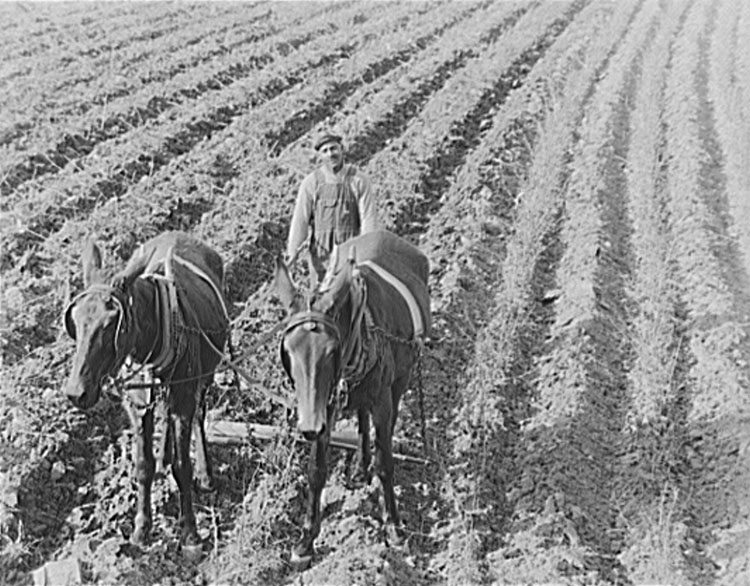 Negro Farming