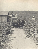 Taking Cotton to the Gin